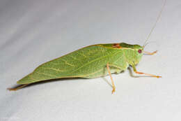 Image of California Angle-wing Katydid