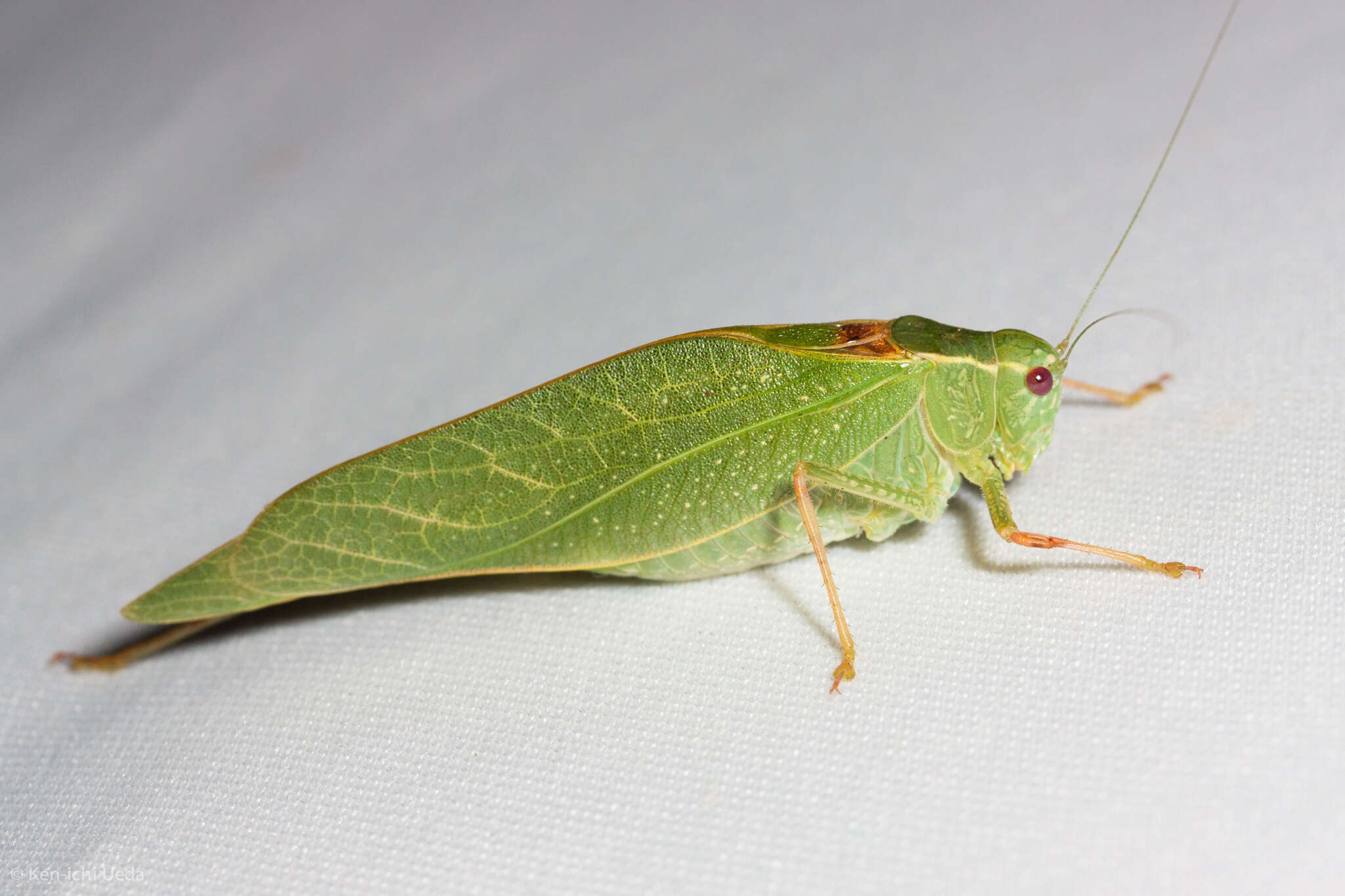 Image of California Angle-wing Katydid