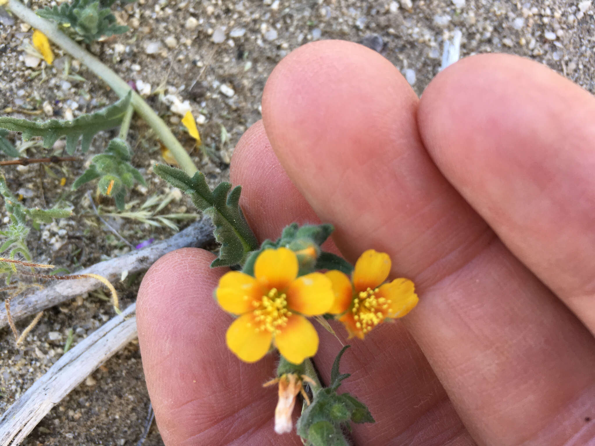 Image of Veatch's blazingstar