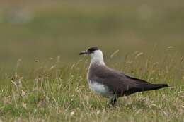 Image of Arctic Skua