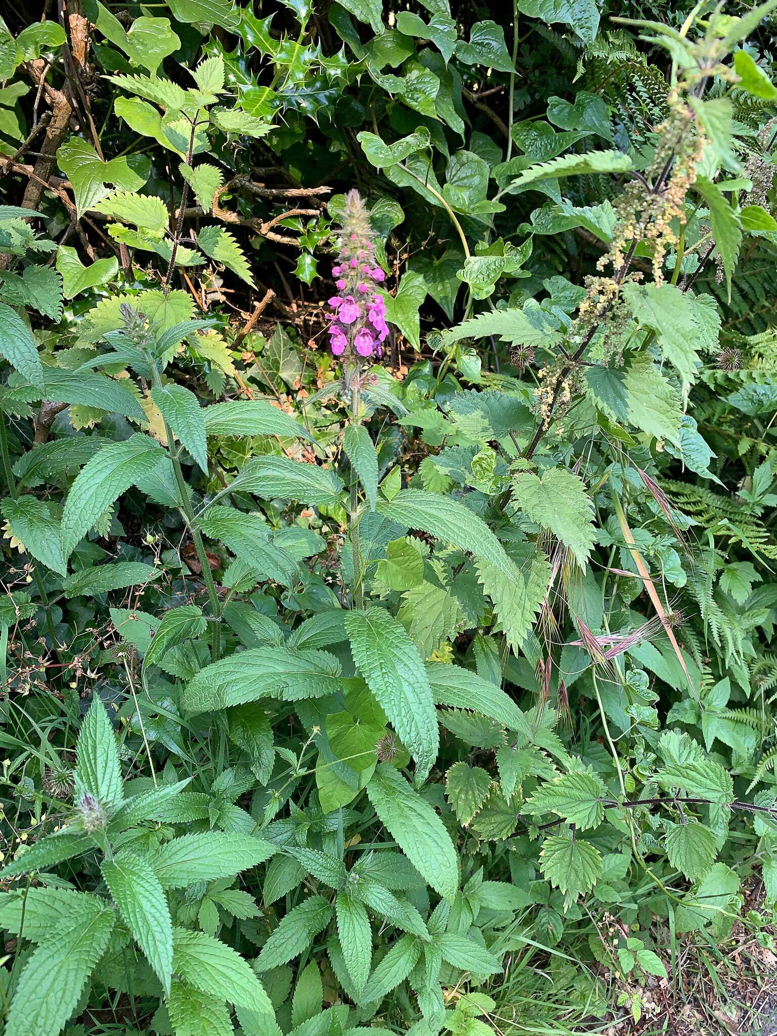 Image of Stachys ambigua Sm.