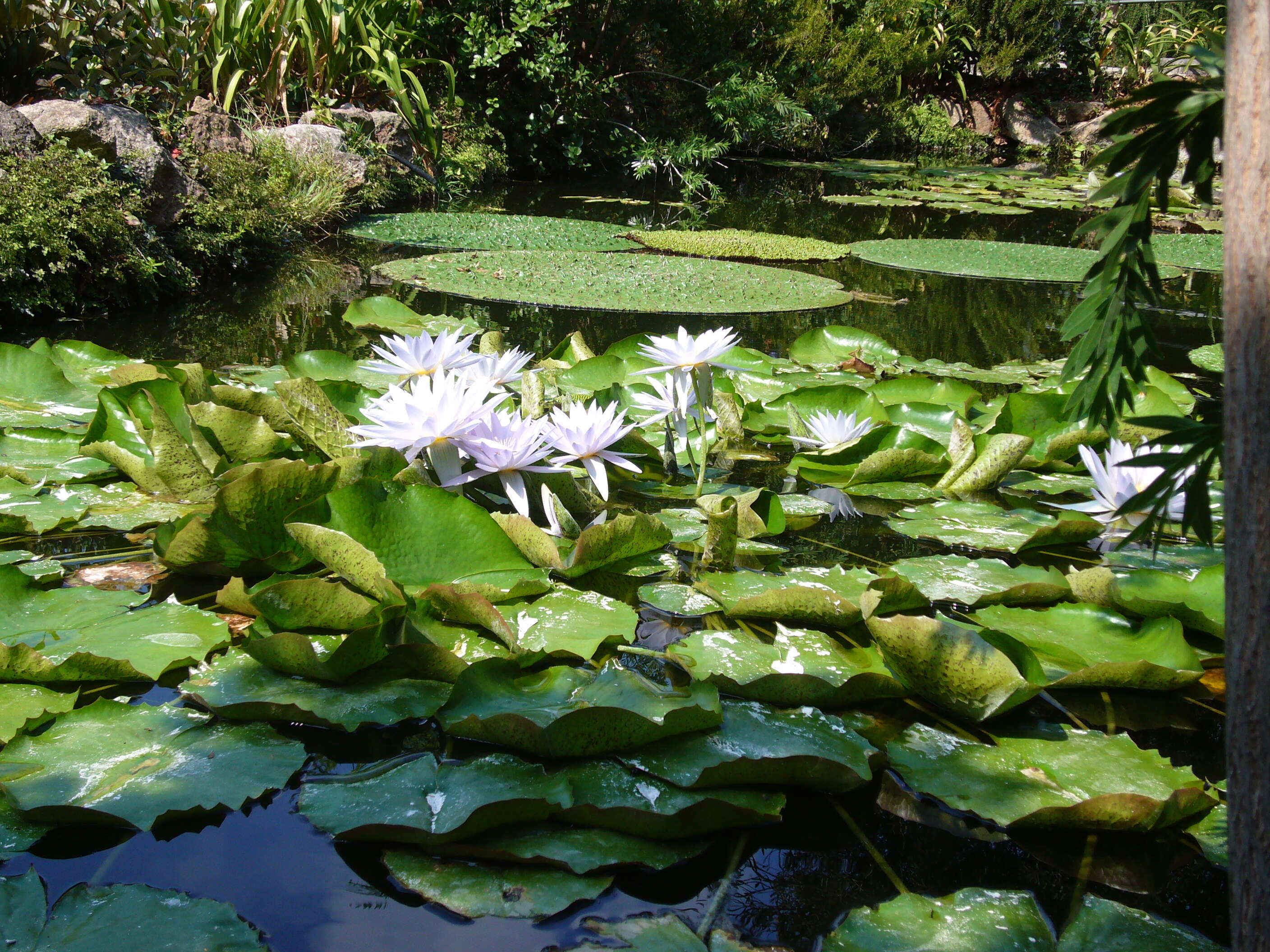 Image of Cape Blue Water-Lily