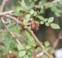 Image of fragrant bursera