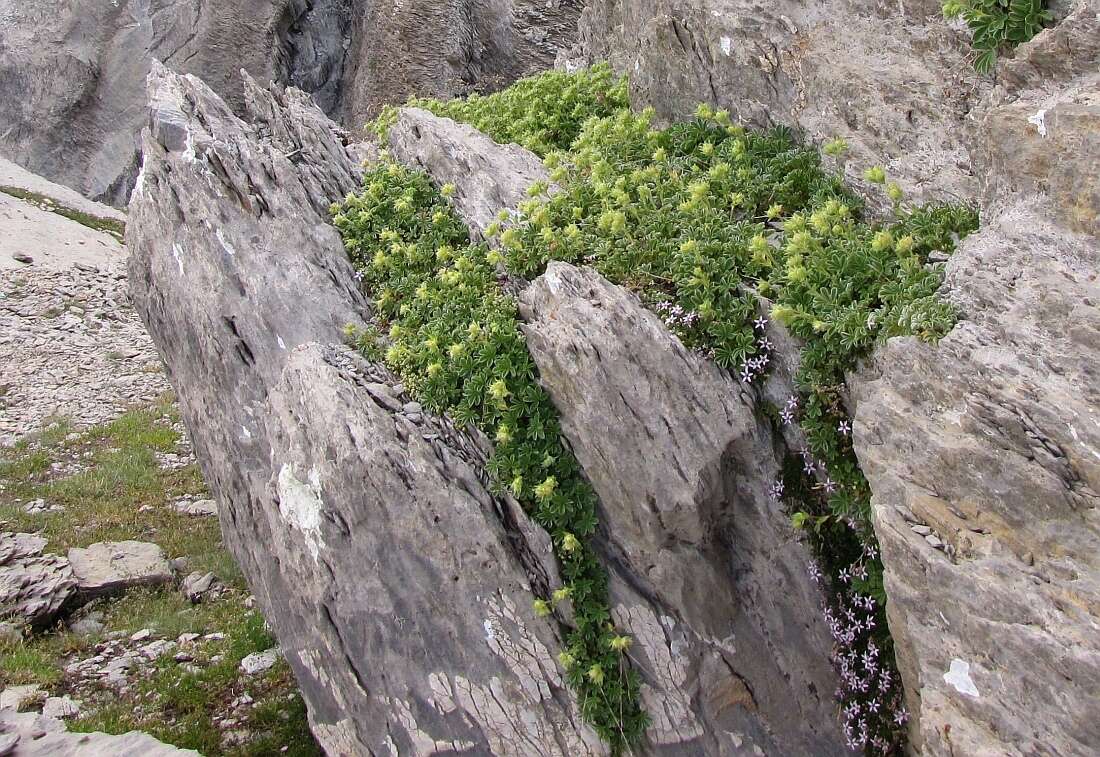 Imagem de Potentilla nivalis Lapeyr.