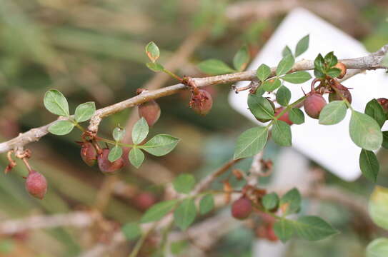 Image of fragrant bursera