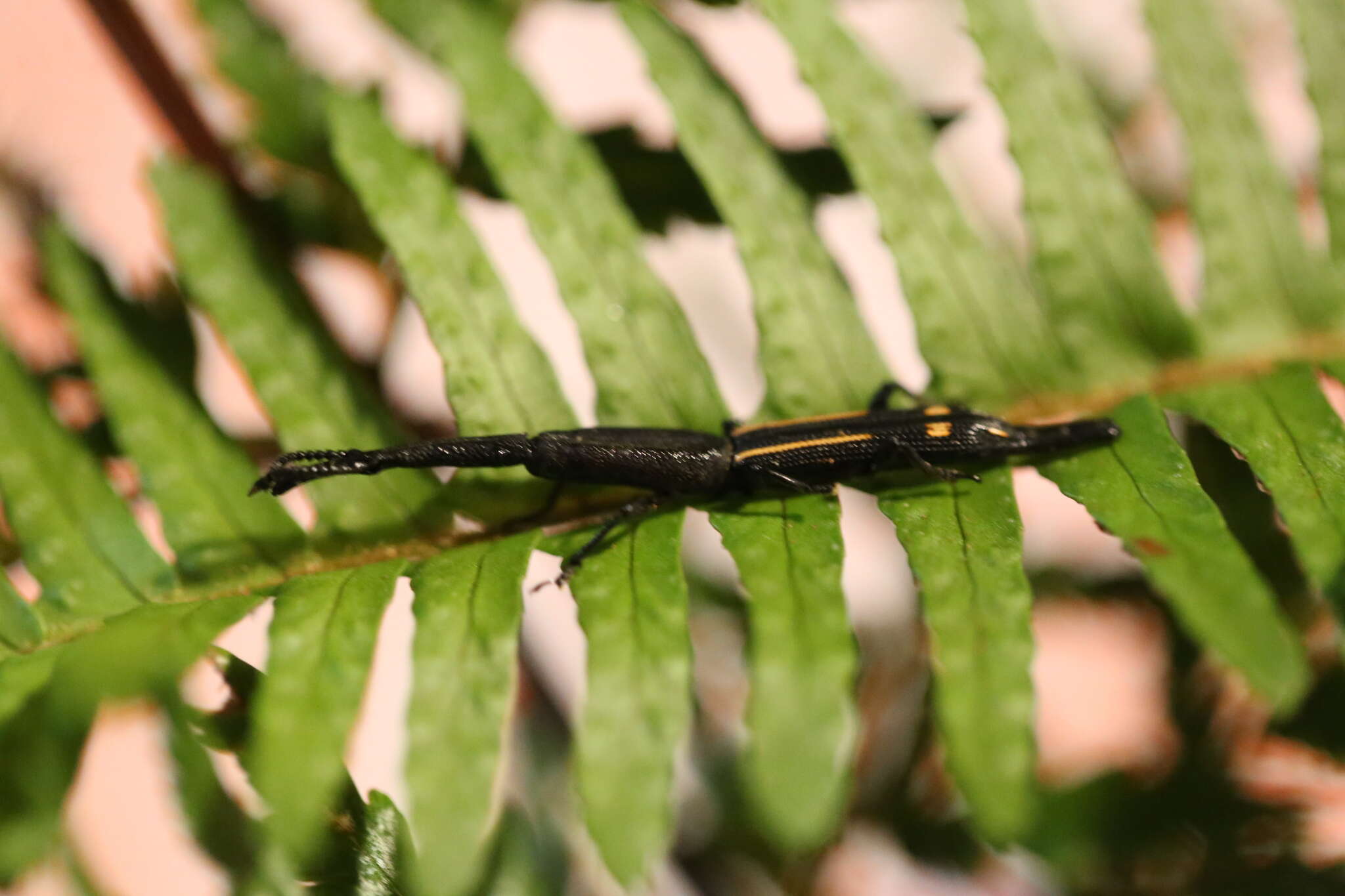 Uropteroides douei (Montrouzier 1861) resmi