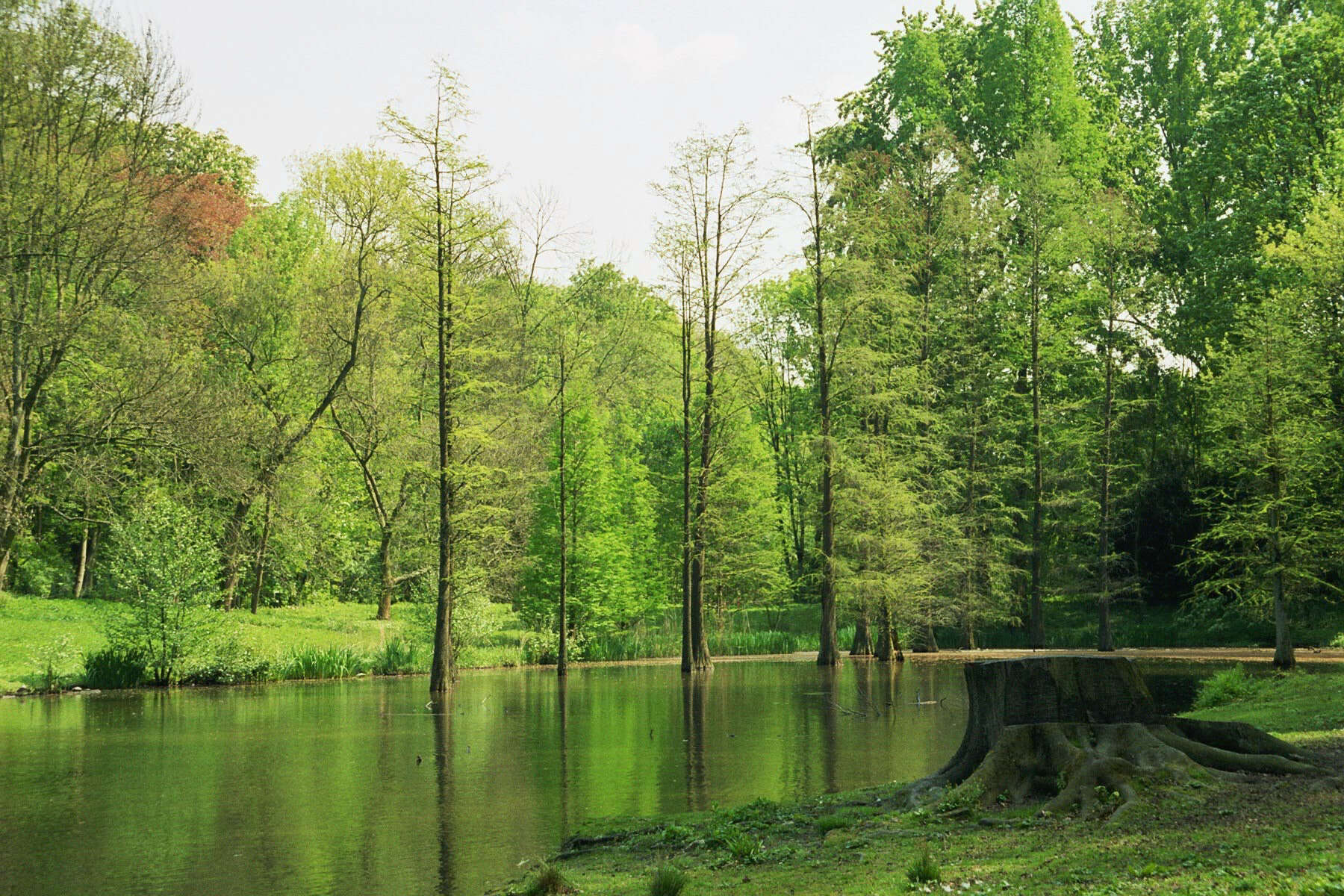 Image of Bald Cypress