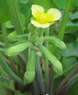 Image of velvetleaf