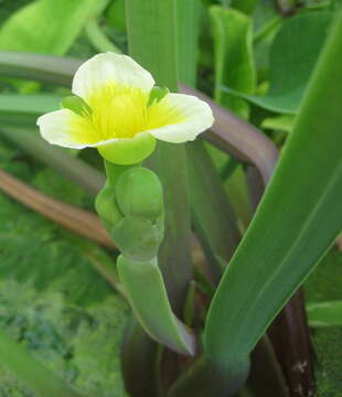 Image of velvetleaf