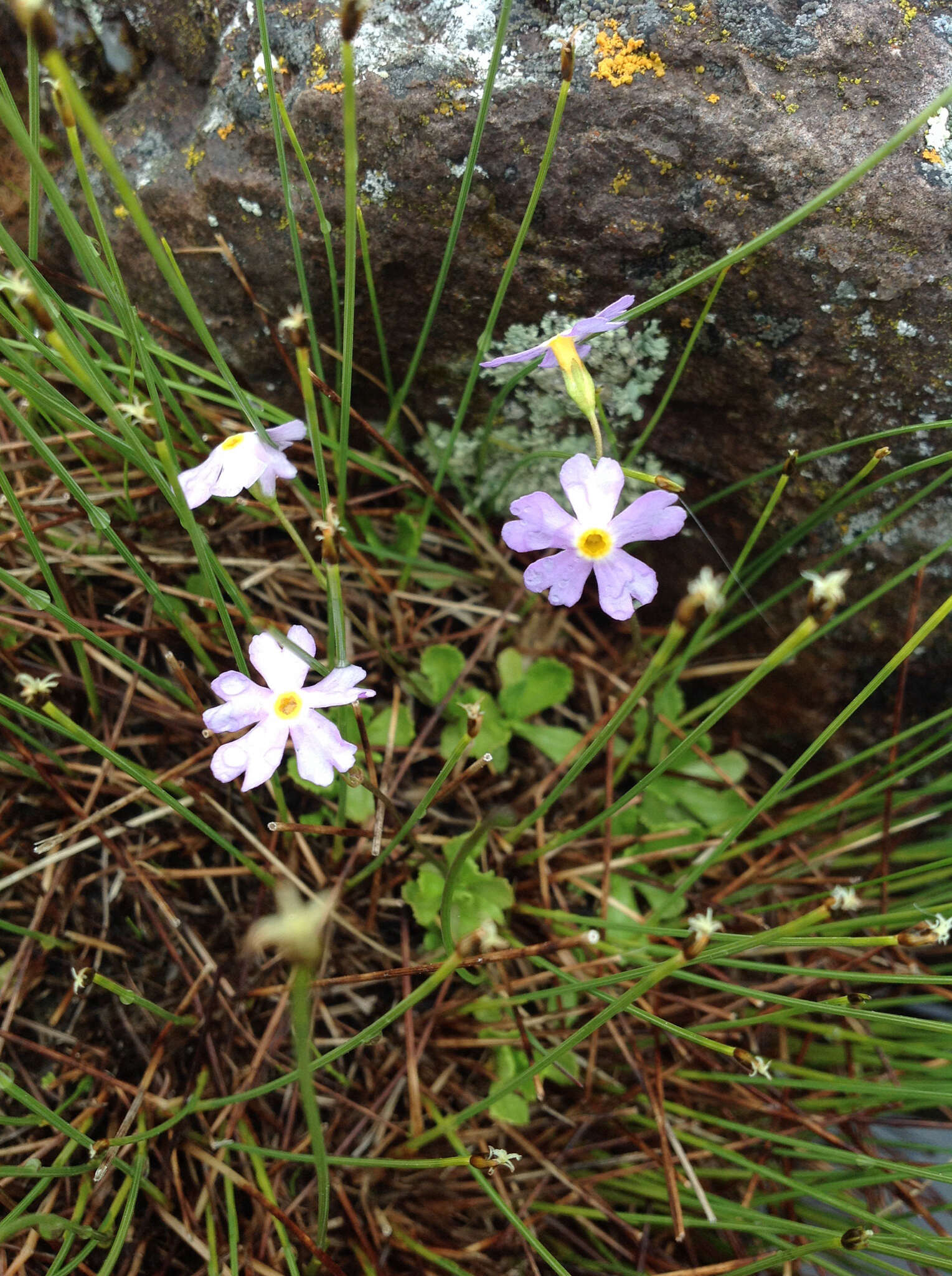 Imagem de Primula mistassinica Michx.