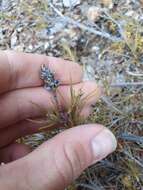 Image de Dracophyllum ophioliticum S. Venter