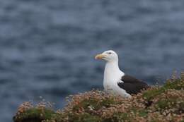 Image of Great Black-backed Gull