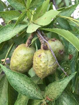 Imagem de Aesculus glabra Willd.