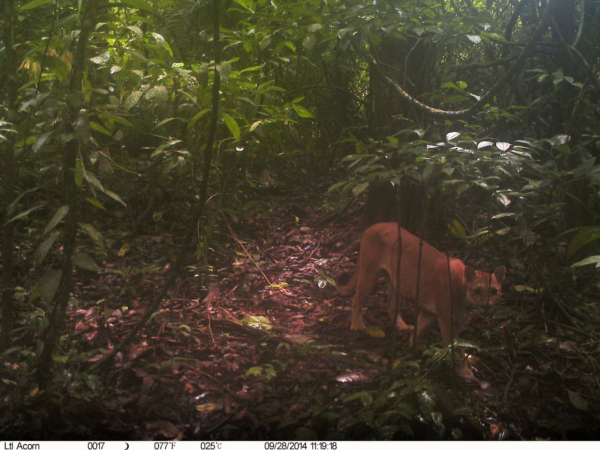 Image of Florida panther