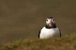 Image of Puffin