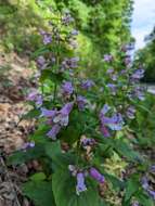 Penstemon smallii Heller resmi