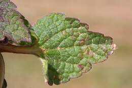 Image of purple archangel