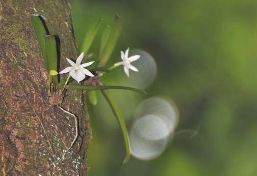 Слика од Angraecum cucullatum Thouars