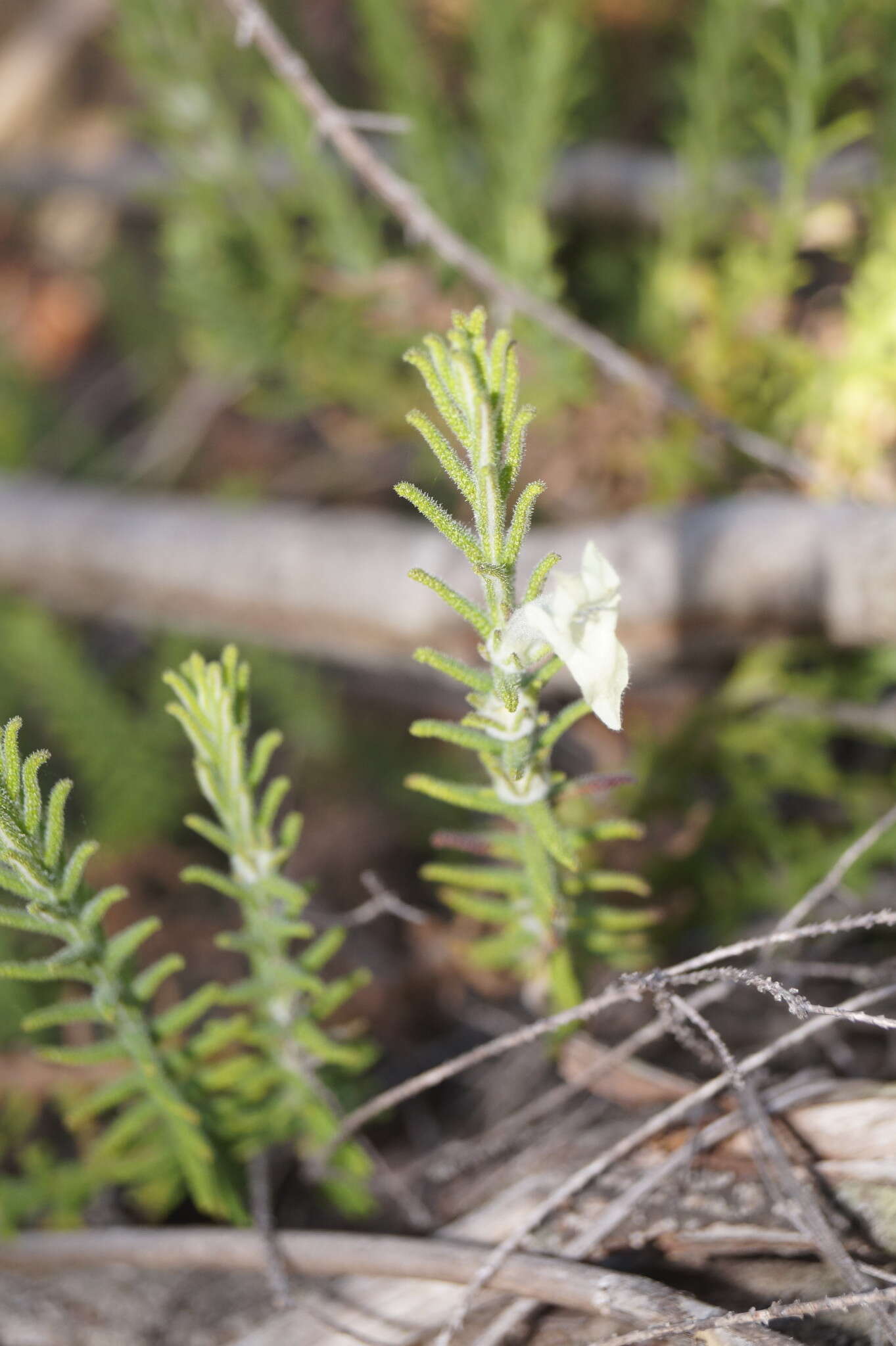 Image of Chloanthes stoechadis R. Br.