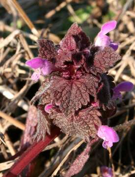 Image of purple archangel