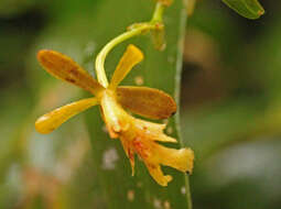 Image of Epidendrum exasperatum Rchb. fil.