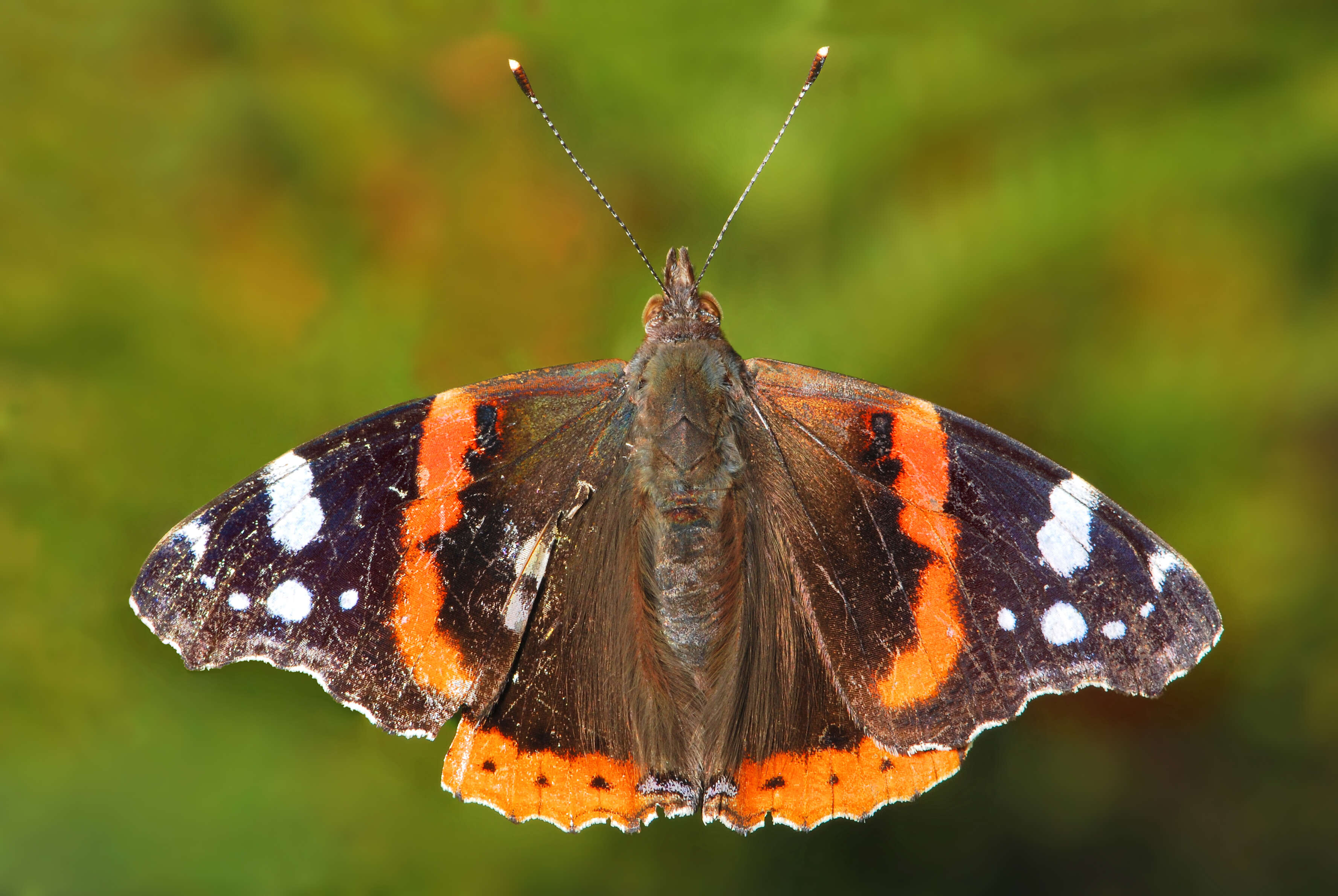 Image of Red Admiral