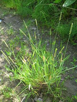 Image of Orange Foxtail