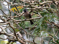 Image of Sri Lankan Red-vented Bulbul