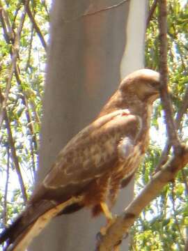 Image of Buteo buteo vulpinus (Gloger 1833)