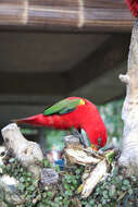 Image of Chattering Lory