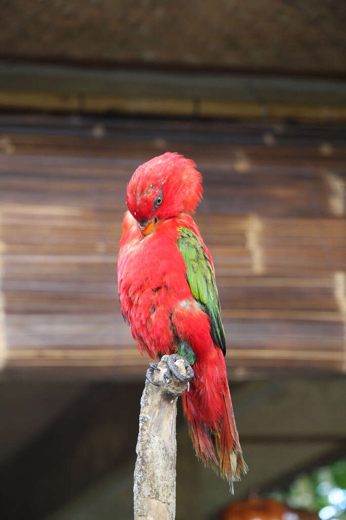 Image of Chattering Lory