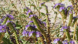 Phacelia crenulata var. ambigua (M. E. Jones) J. F. Macbr.的圖片