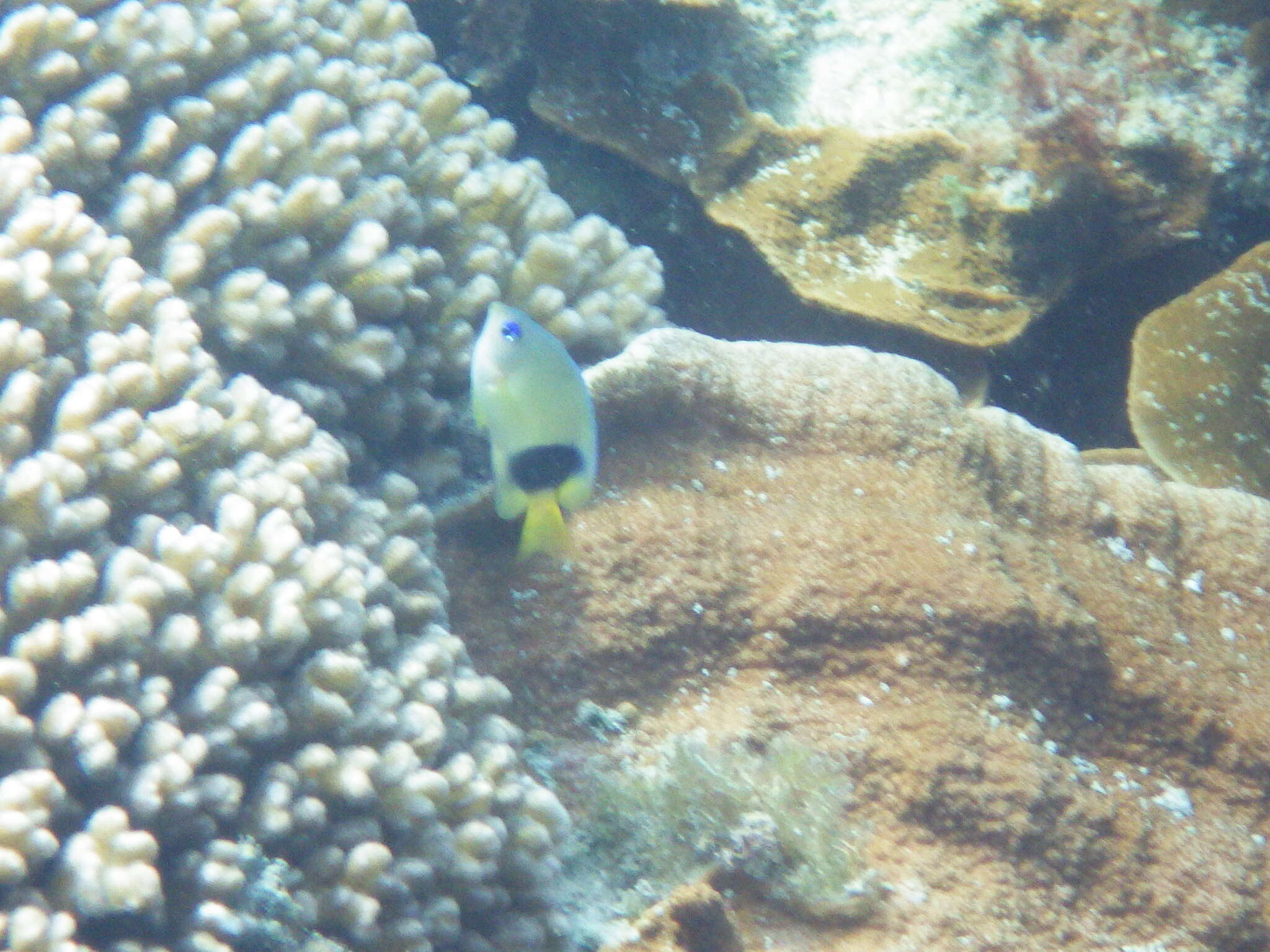 Image of Johnston Island Damsel