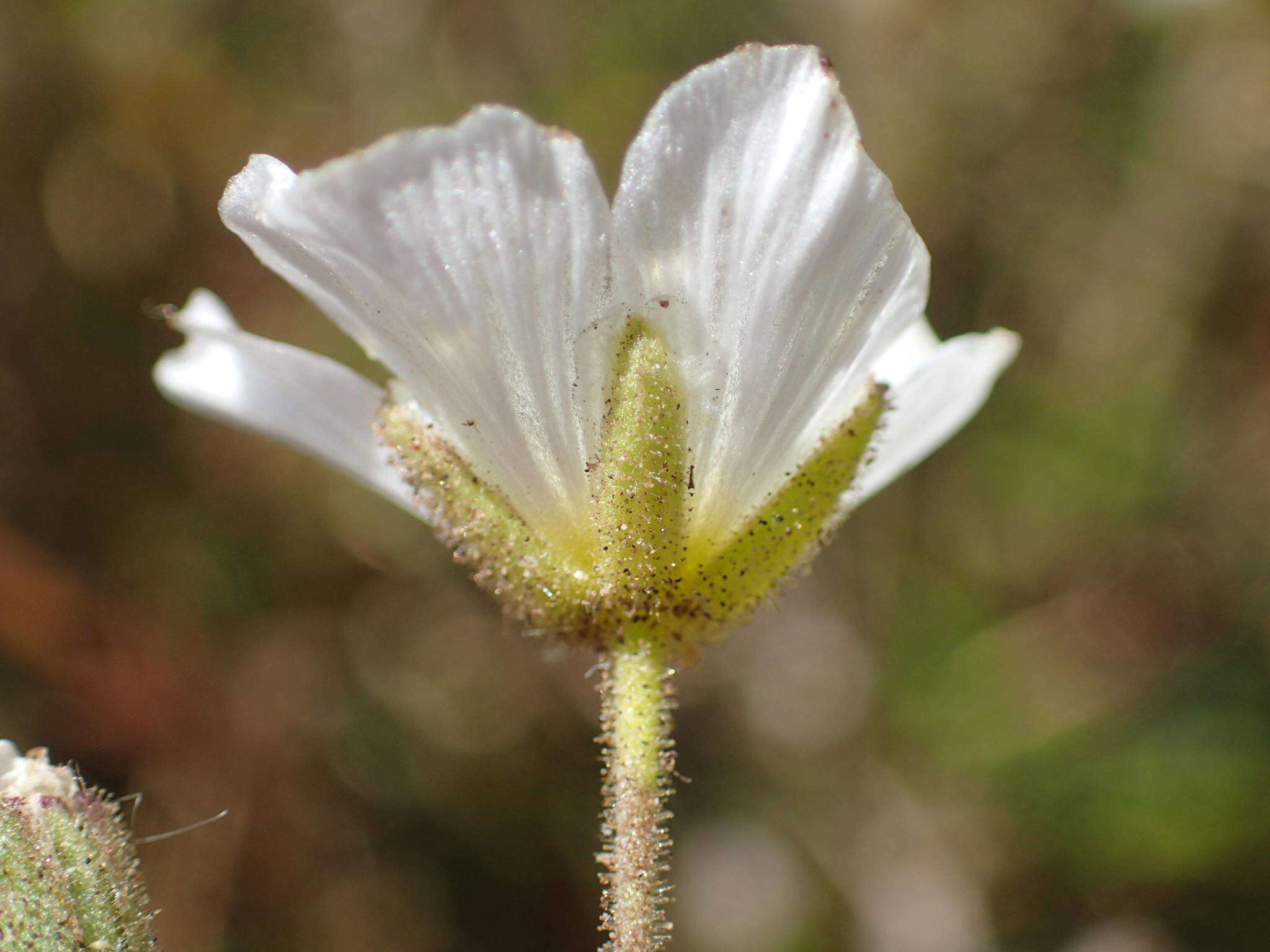 Plancia ëd Cherleria capillacea (All.) A. J. Moore & Dillenb.