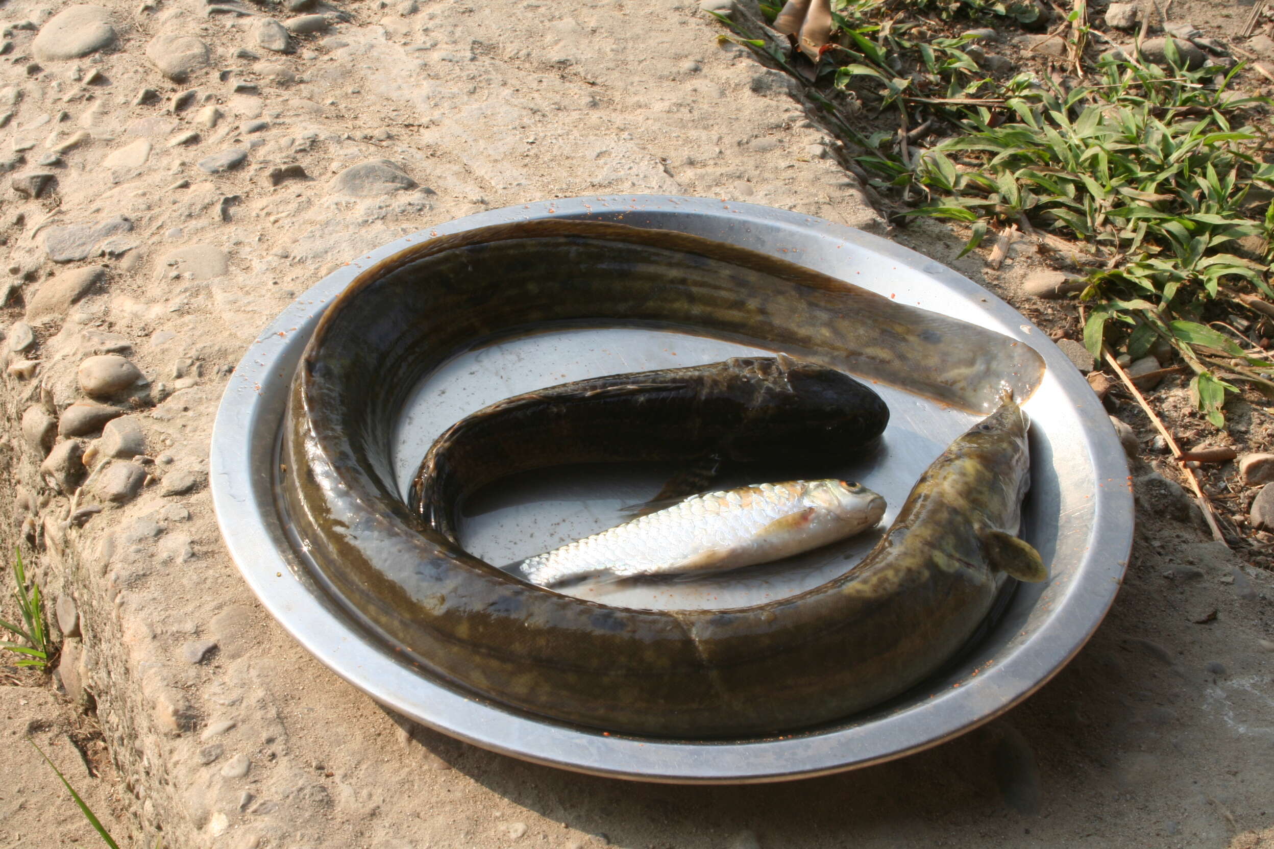 Image of African Mottled Eel