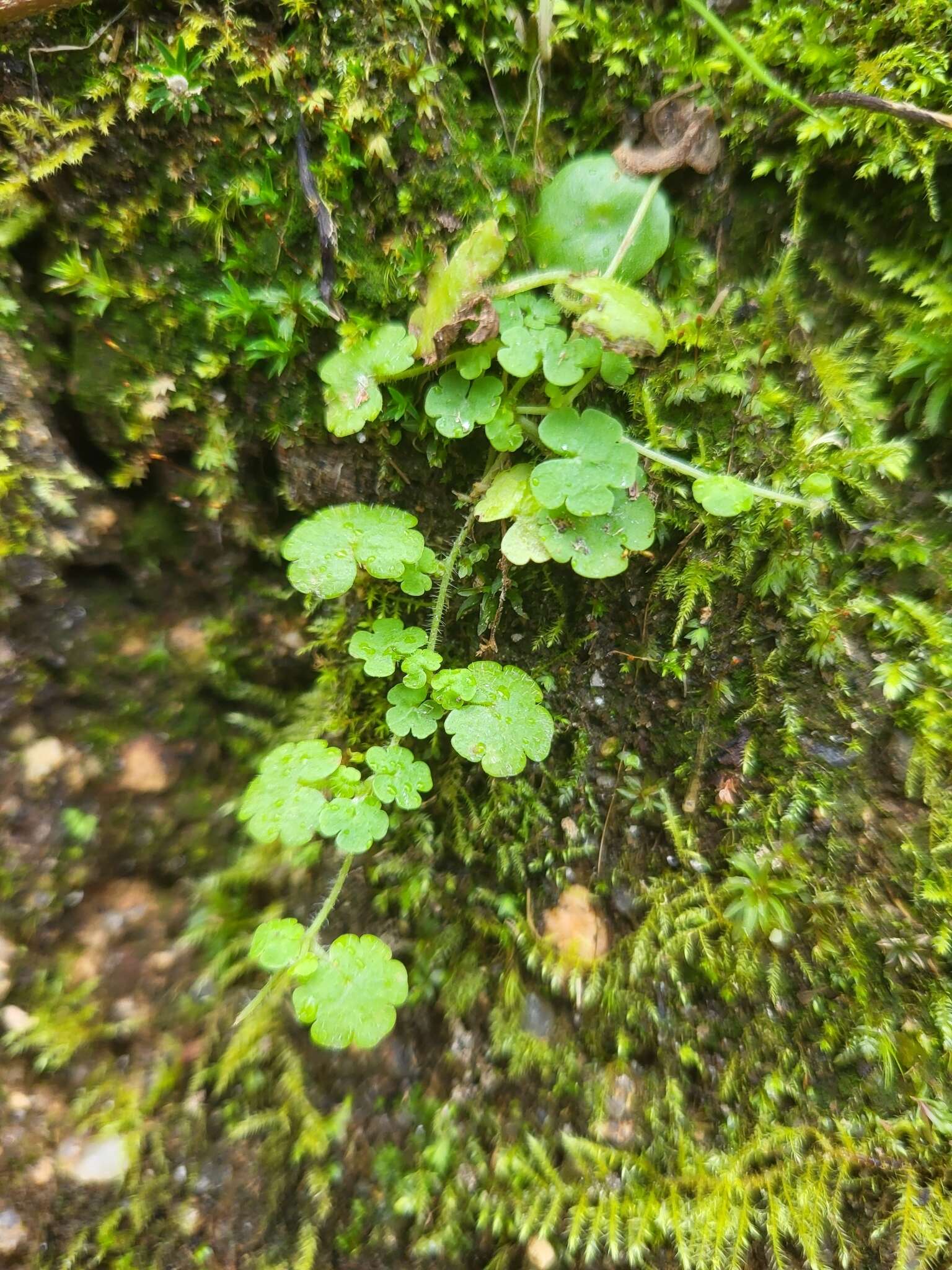 Sibthorpia europaea L. resmi