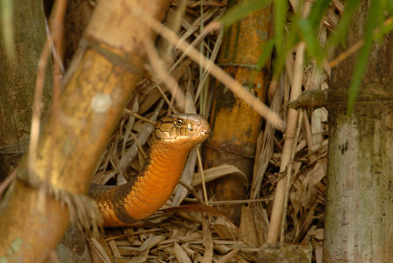 Plancia ëd Ophiophagus Günther 1864