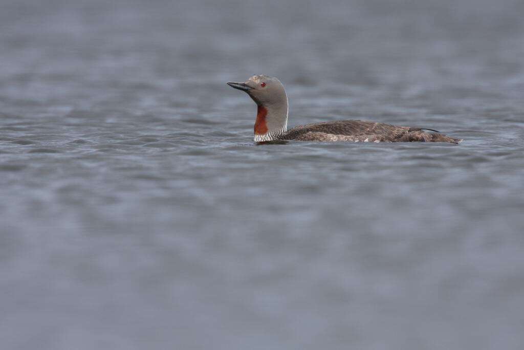 Image of Red-throated Diver