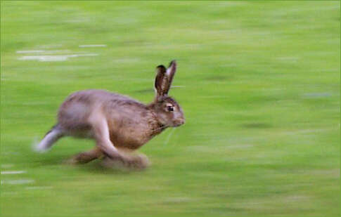 Image of brown hare, european hare