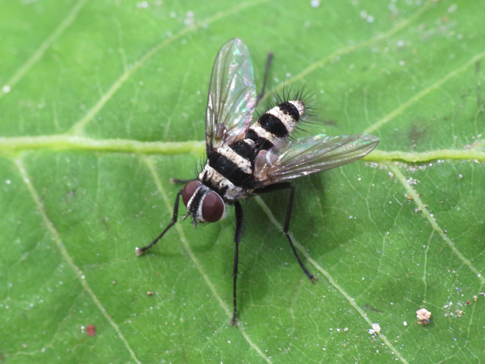 Image of Trigonospila transvittata (Pandelle 1896)