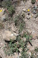 Oenothera calcicola (P. H. Raven & D. P. Greg.) W. L. Wagner & Hoch resmi