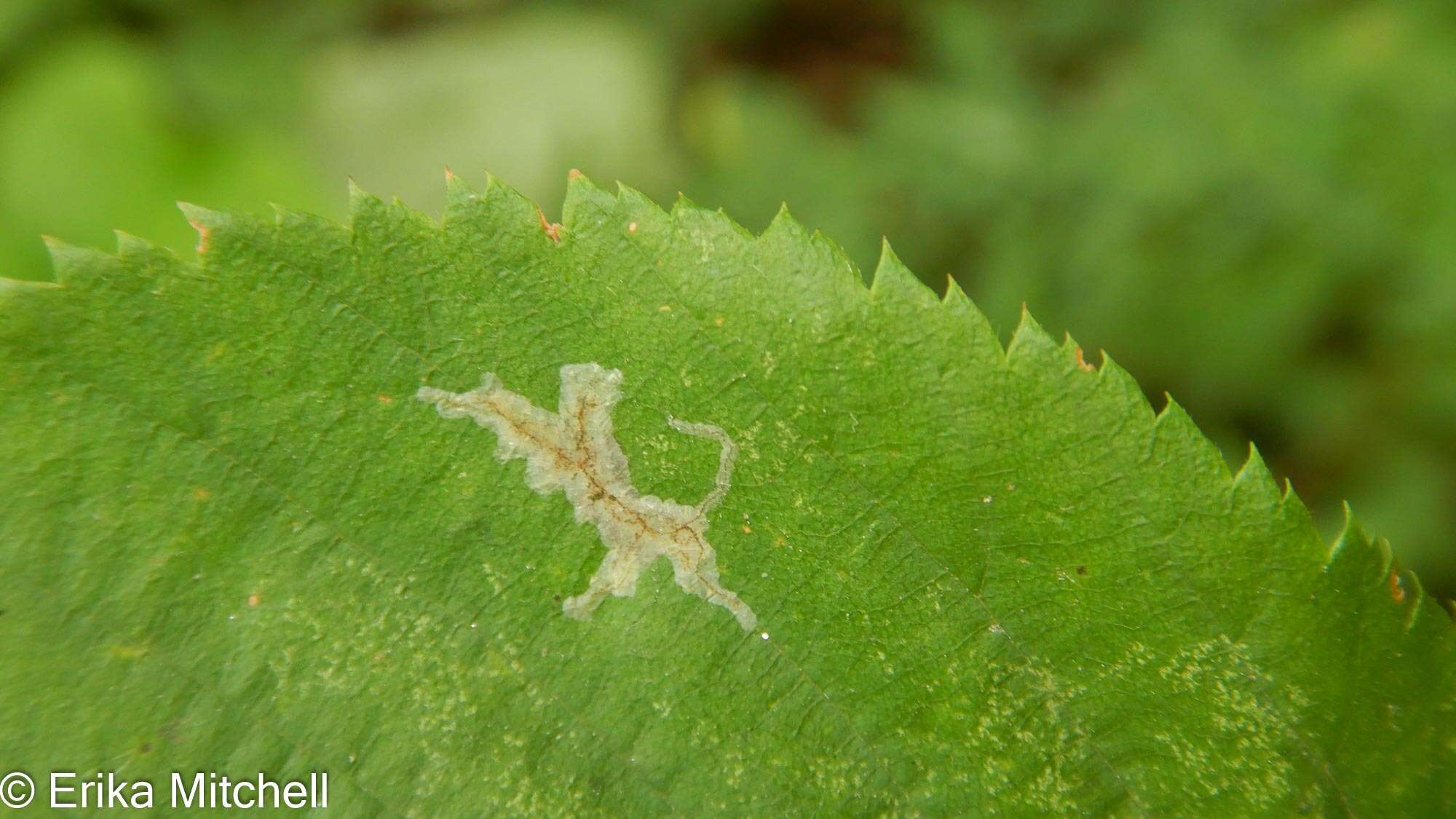 Imagem de Caloptilia ostryaeella (Chambers 1878)