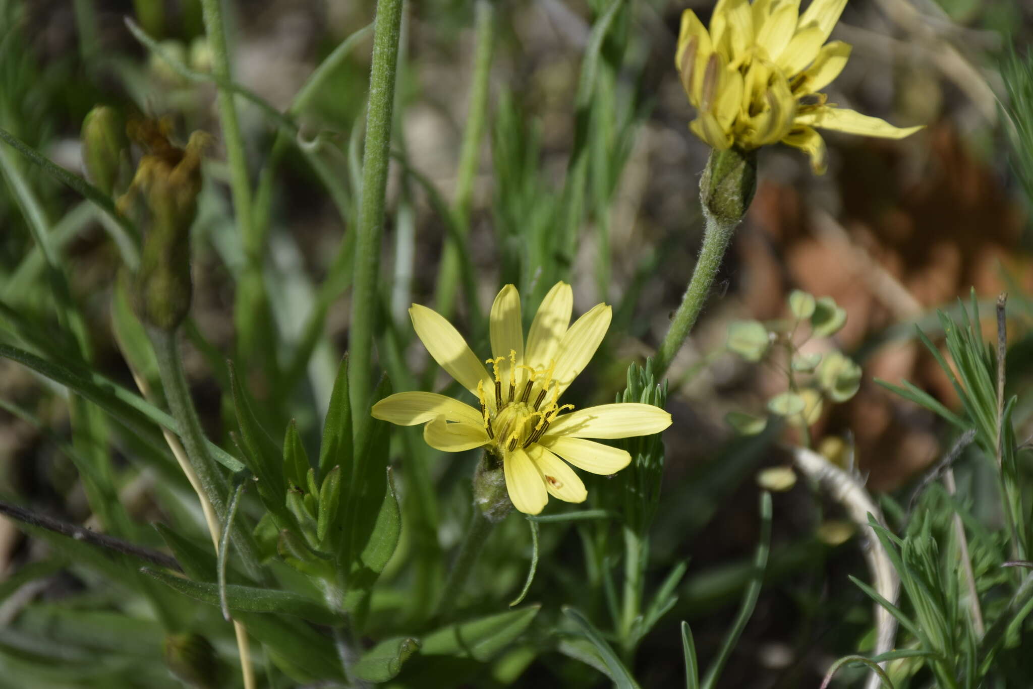 Image of Scorzonera mollis subsp. mollis