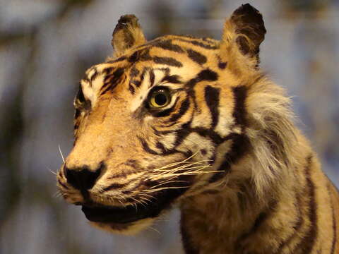 Image of Sumatran Tiger