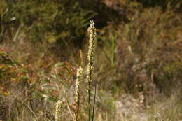 Image of Christmas leek orchid