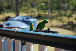 صورة Trichoglossus chlorolepidotus (Kuhl 1820)