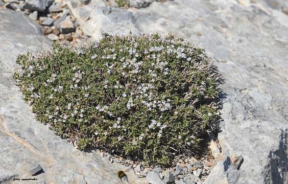 Image of Satureja spinosa L.