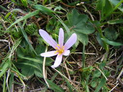 Image of alpine autumn crocus