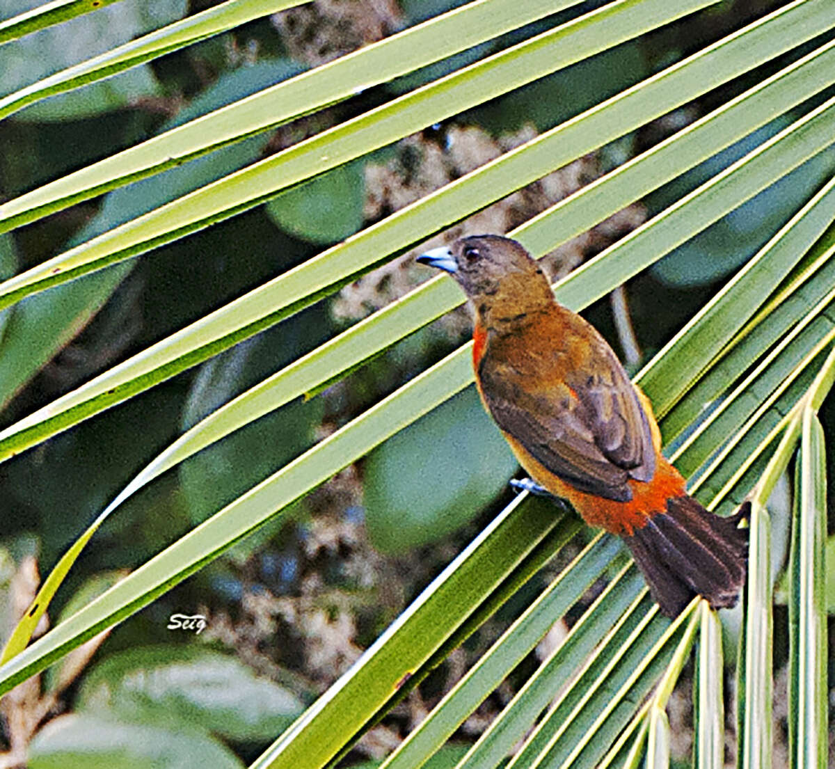 Image of Ramphocelus passerinii costaricensis Cherrie 1891