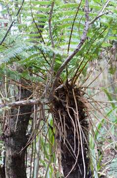 Image of Tree Fern Soft